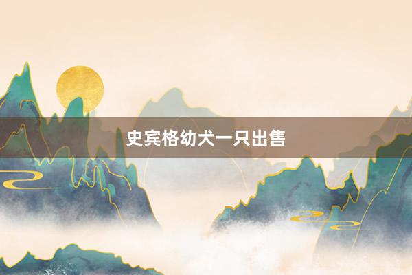 史宾格幼犬一只出售